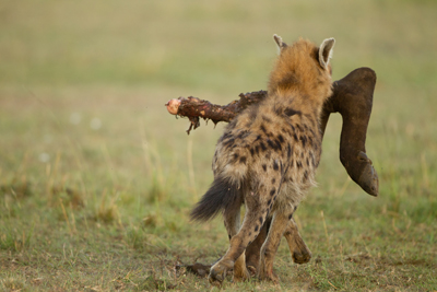 hyena